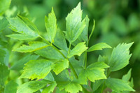 Levisticum officinale, Lovage, Bladderseed, Companion Planting, Culinary Herb, Kitchen Garden